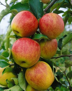 Terrassenobst Zwergobst Sorten im Topf gewachsen Malus Apfel Jonagold Terrassenobst Zwergobst