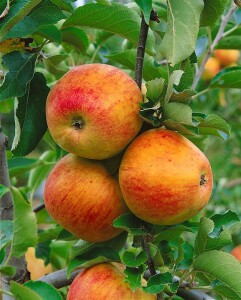 Terrassenobst Zwergobst Sorten im Topf gewachsen Malus Apfel Jonagold Terrassenobst Zwergobst