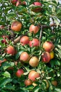 Terrassenobst Zwergobst Sorten im Topf gewachsen Malus Apfel Jonagold Terrassenobst Zwergobst