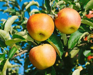 Terrassenobst Zwergobst Sorten im Topf gewachsen Malus Apfel Jonagold Terrassenobst Zwergobst