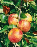 Terrassenobst Zwergobst Sorten im Topf gewachsen Malus Apfel Jonagold Terrassenobst Zwergobst