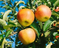 Terrassenobst Zwergobst Sorten im Topf gewachsen Malus Apfel Jonagold Terrassenobst Zwergobst