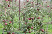 Terrassenobst Zwergobst Sorten im Topf gewachsen Malus Apfel Jonagold Terrassenobst Zwergobst