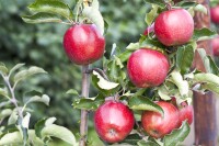 Terrassenobst Zwergobst Sorten im Topf gewachsen Malus Apfel Jonagold Terrassenobst Zwergobst