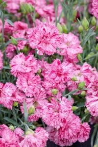 Dianthus- Hybride Devon Pinball Wizard