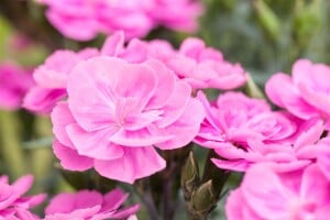 Dianthus- Hybride Peman Violet