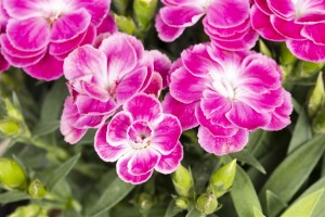 Dianthus- Hybride Peman Violet