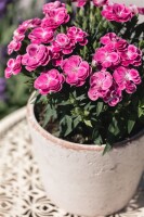 Dianthus- Hybride Peman Violet