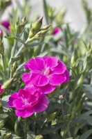 Dianthus- Hybride Peman Violet