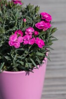 Dianthus- Hybride Peman Violet