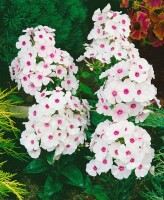 Phlox paniculata Adessa Pink Star Blüten