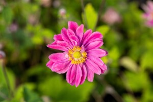 Anemone hupehensis Pamina 80 cm