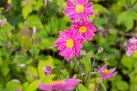 Anemone hupehensis Pamina 80 cm