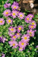 Aster oblongifolius October Skies 40- 50 cm