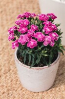 Dianthus- Hybride Peman Violet 40- 50 cm