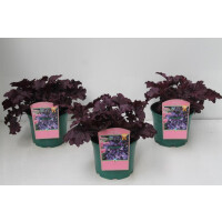 Heuchera micrantha Forever Purple C2 35- 45 cm