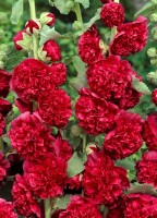 Alcea rosea Chater´s Double Scarlet C2 140 cm