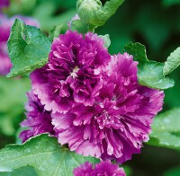 Alcea rosea Chater´s Double Violet C2 180 cm