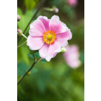 Anemone hupehensis Pink Saucer C2 45 cm