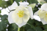 Aquilegia careulea Spring Magic White C2 30 cm