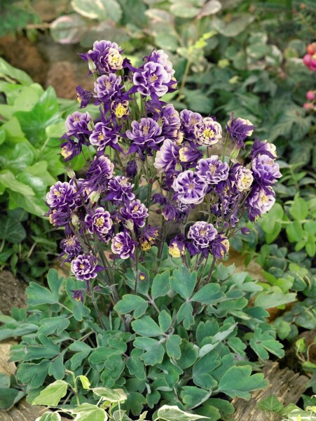 Aquilegia vulgaris Winky Blue- White C2 45 cm