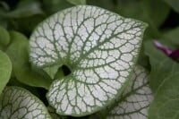 Brunnera macrophylla Jack Frost  -R- C2 35 cm