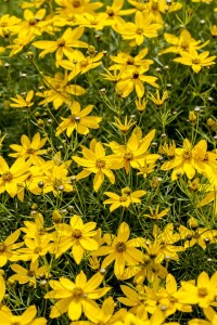 Coreopsis verticillata Zagreb C2 30 cm