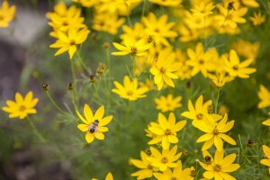 Coreopsis verticillata Zagreb C2 30 cm