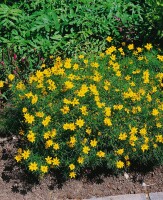 Coreopsis verticillata Zagreb C2 30 cm