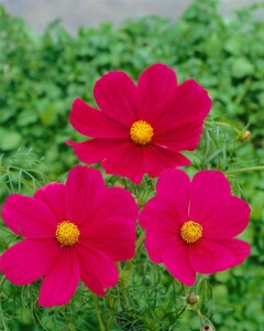 Cosmos bipinnatus Carmine C2 60 cm