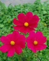 Cosmos bipinnatus Carmine C2 60 cm