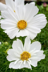 Cosmos bipinnatus White C2 60 cm