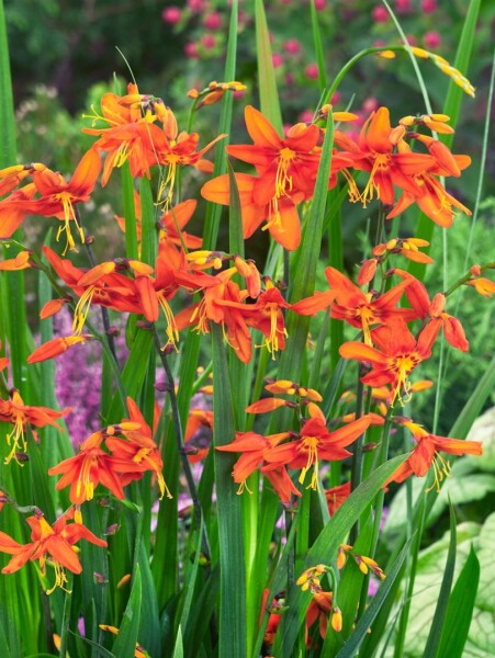 Crocosmia Red King C2 65 cm