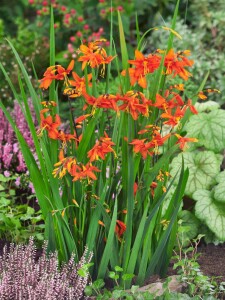 Crocosmia Red King C2 65 cm