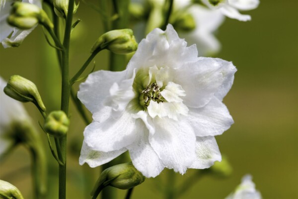 Delphinium Magic Fountain weiß C2 80 cm