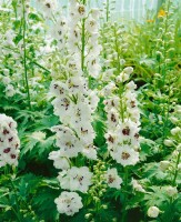 Delphinium Magic Fountain weiß C2 80 cm