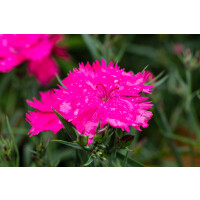 Dianthus- Hybride Sunnade Pink C2 20 cm