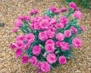 Dianthus Perfume Pinks Tickled Pink C2 25 cm