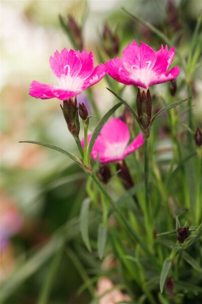 Dianthus sup. Kahori Pink C2 20 cm