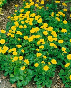 Doronicum orientale Little Leo C2 50 cm