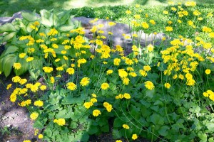 Doronicum orientale Little Leo C2 50 cm