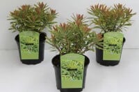 Euphorbia x martinii Ascot Rainbow C2 25 cm