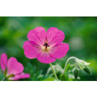 Geranium wallichianum Pink Penny C2 30- 40 cm