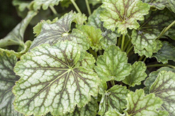 Heuchera americana Marvelous Marble Silver C2 40 cm