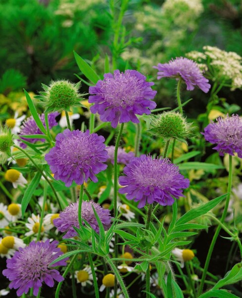 Knautia macedonica Melton Pastels C2 50 cm