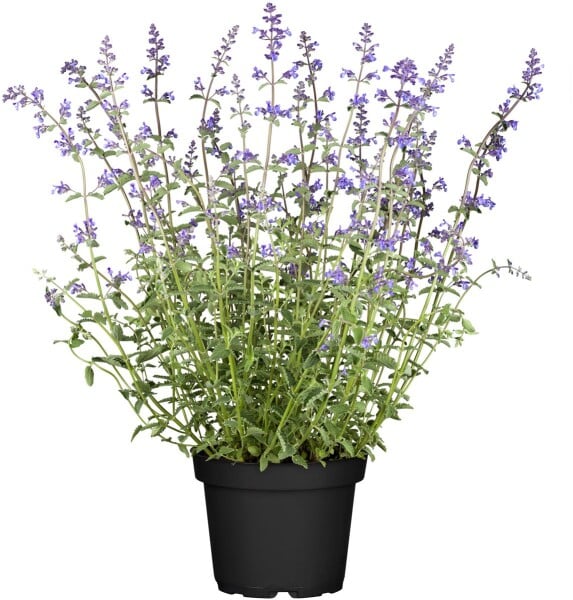 Nepeta x faassenii Six Hills Giant 17 cm Topf XL Staude