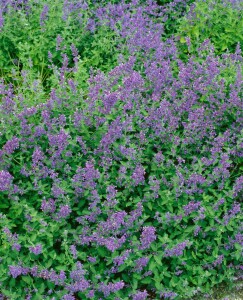 Nepeta x faassenii Six Hills Giant 17 cm Topf XL Staude