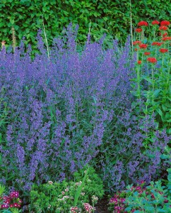 Nepeta x faassenii Six Hills Giant 17 cm Topf XL Staude