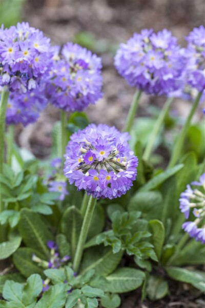 Primula denticulata Lilac C2 30 cm