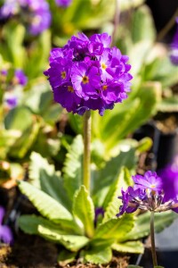 Primula denticulata Lilac C2 30 cm